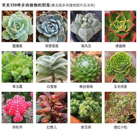 多肉名字|多肉植物图片及名称